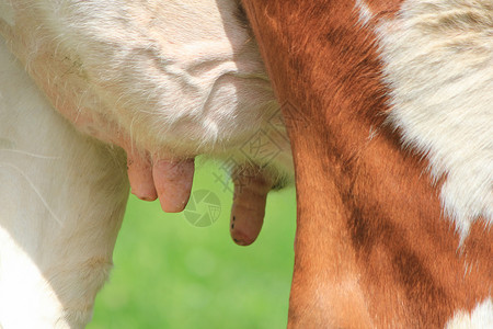 头层牛皮奶牛的斜体绿色农民爪子耳朵眼睛牛奶山脉棕色乳房动物背景