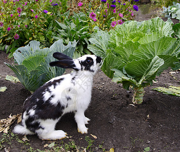 兔子吃卷心菜野兔动物蔬菜座位斑纹冠军油菜高清图片