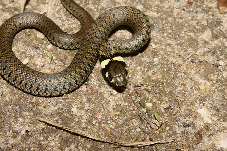 草蛇棕色爬虫类爬虫褐色黑色灰色动物蓝色宏观脊椎动物背景图片