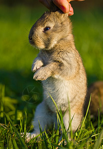 手握灰兔婴儿野兔哺乳动物头发耳朵兔子灰色宠物绿色毛皮背景图片
