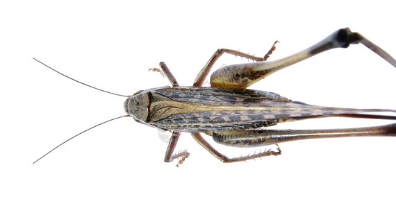 棕色螽斯白色背面的蝗虫蟋蟀飞跃昆虫生活生物女性宠物脊椎动物漏洞野生动物背景