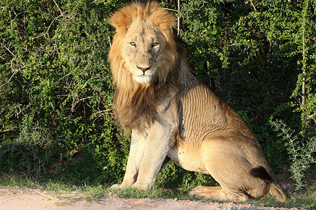 南狮霸气素材大雄狮子狮鬃毛狮子男性休息头发捕食者野生动物猫科动物说谎动物背景