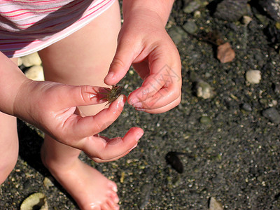 抓螃蟹的女孩斯堪的纳维亚生活方式 - 有螃蟹背景