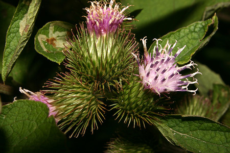 牛蒡子Burdock 二次宏观黑色黄色红色绿色白色粉色植物水果棕色背景