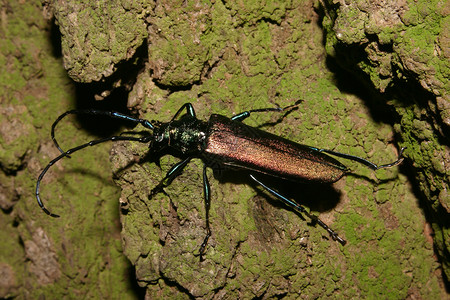 Musk 甲虫绿色灰色宏观脊椎动物鞘翅目黑色红色环境动物金属背景图片