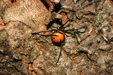 黑寡妇棕色毒素条纹黑色脊椎动物长腿橙子动物蜘蛛宏观高清图片