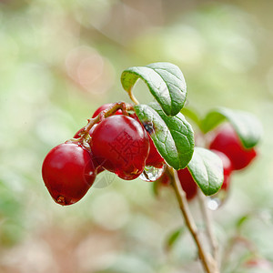 牛莓酱植物群苔藓森林地衣浆果衬套荒野甜点水果宏观背景图片