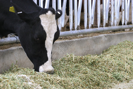 牛奶标签素材进食时间母牛女性农业牛奶干草奶牛标签农场黑与白动物背景