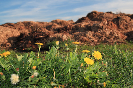 花层垃圾堆沼泽花朵粪堆黄色背景图片