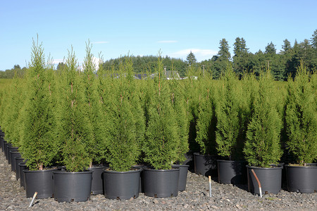 俄勒冈州一个托儿所的松树苗高清图片