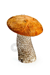 蘑菇橙盖橙帽牛肝菌高清图片