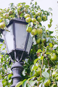 水果树灯街灯辉光树叶生长玻璃力量水果灯泡活力装饰灯柱背景