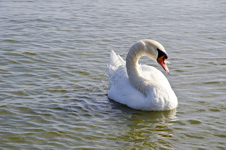 天鹅素材免费天鹅漂浮在水面上 免费的鸟闭合背景