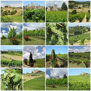 与意大利 欧洲图斯卡农村的绿葡萄园相拼高清图片