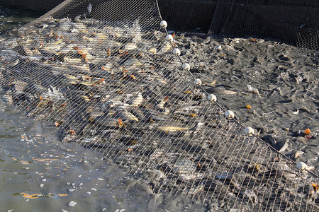 带鱼的流网工业的鱼污染高清图片