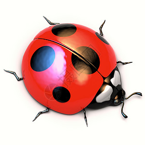 红色乳草甲虫特写闪亮的高清图片