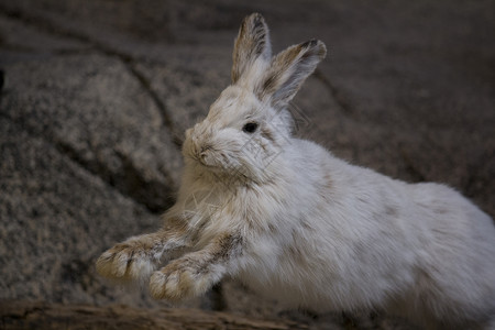 白野兔荒野跳跃跑步白色猎物捕食者背景图片