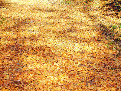 圆形树叶树秋季森林树叶场景圆形木头公园季节棕色红色橙子背景