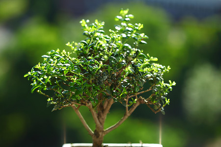 盆骨前倾盆骨和碗枝条生长植物群植物植物学叶子生活土壤自由地球背景