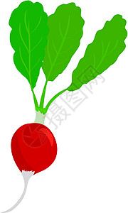根甜菜红色甜菜食物饮食活力收成蔬菜维生素花园设计图片