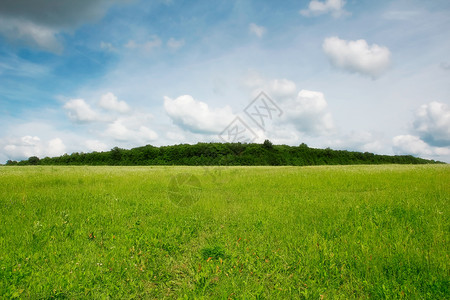 美丽的夏季风景农场谷物金子蓝色玉米土地农业生长季节天气背景图片