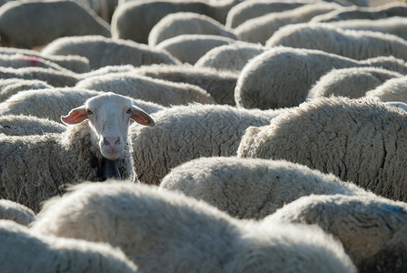 羊群场地家畜牧羊人天空男性开发绵羊食物牧场羊肉高清图片