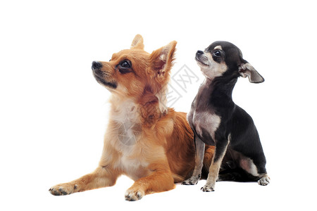 小狗和成年吉娃娃犬类宠物成人伴侣棕色动物白色工作室背景图片