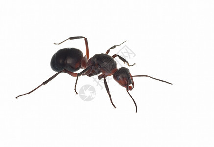 好战的蚂蚁大力士宏观害虫动物社会天线照片侵略黑色动物群背景