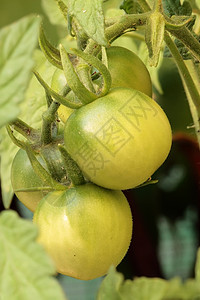 番茄植物青菜植株水果树叶健康营养昆虫蔬菜收获生长背景图片