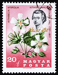 邮票匈牙利 1967 年和高清图片