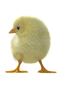 聪明的小鸡鸡小妞假期孵化器羽毛吉祥物白色农场小鸡孵化场宠物黄色背景