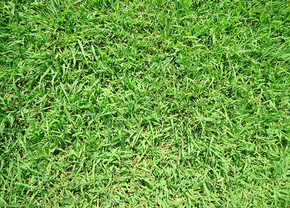 绿绿草高尔夫球生长场地课程游戏运动玩家娱乐植物草地背景图片