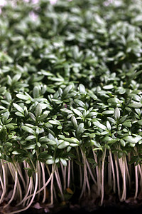 新鲜压缩营养白色蔬菜豆芽工作室饮食食物绿色沙拉植物背景图片