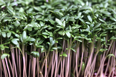 新鲜压缩豆芽白色植物饮食沙拉绿色食物工作室蔬菜营养背景图片