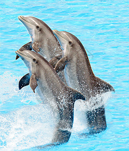 蓝色海豚边框一群瓶鼻海豚背景