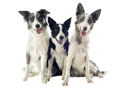 边边框圆形蓝色犬类动物女性男性牧羊犬小狗团体灰色白色背景图片