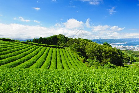 静冈茶叶种植园饮料国家树叶蓝色爬坡风景农村生长场地玉露背景