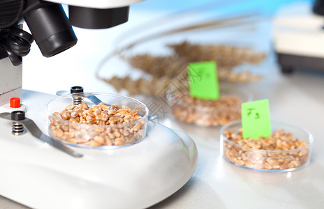 玉米混合甄选遗传生物技术组织CONMOB化学显微镜实验质量药品实验室控制生态化学品科学背景图片