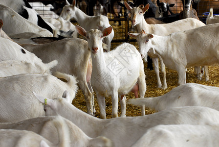 动物权利奶制山羊养殖背景