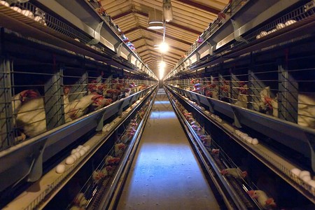 现代鸡舍农场自动化母鸡工业农业生育力配种家畜谷仓生长羽毛背景图片