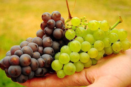 红色和白色品种的葡萄团高清图片