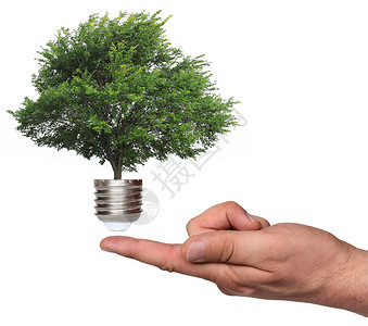 从灯泡底部生长的树绿色回收节能资源榆树解决方案活力生态能源效率背景图片