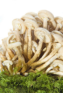 蘑菇蔬菜土地伞菌树木美食植物苔藓生长森林杯子绿色的高清图片素材