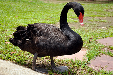 澳大利亚黑天鹅黑天鹅眼睛池塘荒野脖子羽毛动物园游泳花园天空鸟类背景