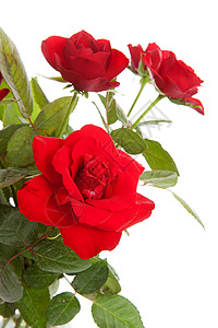 红色玫瑰花团树叶花朵花束背景图片