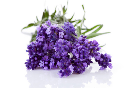 一群被采食的熏衣草芳香宏观香水香味草本紫色香气疗法植物花束背景图片