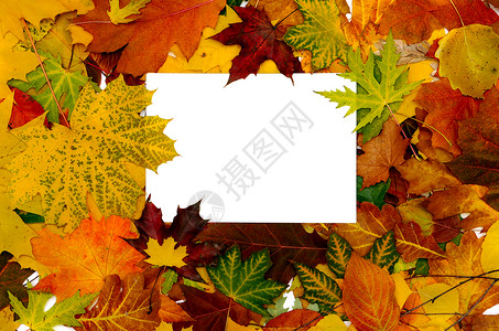 秋季落秋叶的多彩边框 带短信团体标语商业季节收藏假期橡木边界框架叶子背景图片