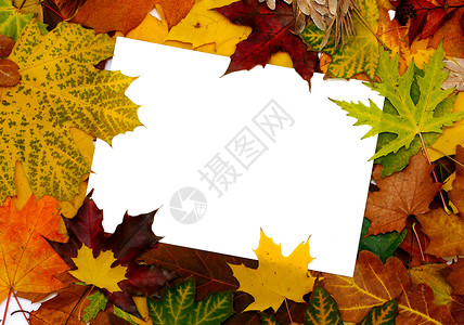 秋季落秋叶的多彩边框 带短信床单森林标语假期橙子横幅植物叶子边界橡木背景图片