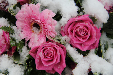 雪菊雪中粉红玫瑰和黄花背景