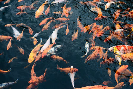 黄色的锦鲤池子里的卡普鱼鱼背景